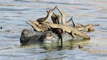 鳄鱼捕猎视频,猎物无处可逃的惊心动魄