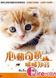 演小猫视频,小猫演绎趣味视频集锦