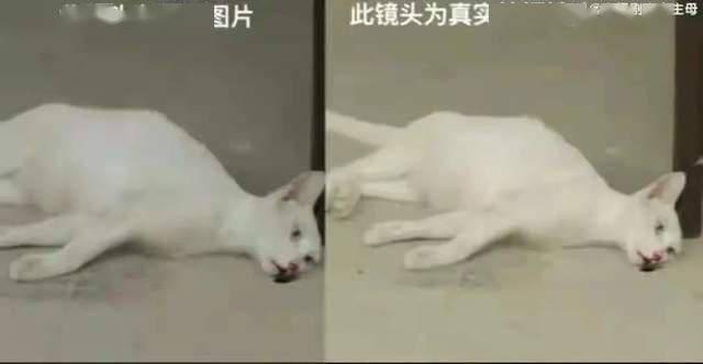 演小猫视频,小猫演绎趣味视频集锦
